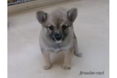 成約済の佐賀県のミックス犬-247733の1枚目